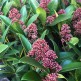 Liliac Japonez Rubella