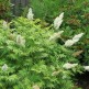 Sorbaria Sorbifolia