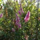 Cununita Billardii Triumphans