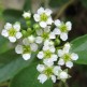 Cununita Decumbens