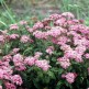 Cununita Rosie Crispa