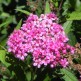 Cununita Rosie Darts Red