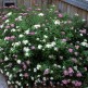 Cununita Spirea Shirobana