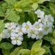 Cununita Alba