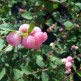 Hurmuz Symphoricarpos chenaultii