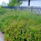 Hurmuz Symphoricarpos Hancock