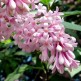 Liliac Carpatin