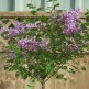 Liliac Pitic