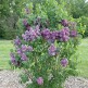 Liliac