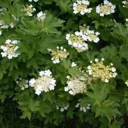 Calin Opulus Compactum