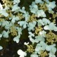 Arbust Viburnum plicatum Mariesii
