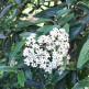 Arbust Viburnum pragense