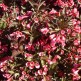 Weigela Florida Alexandra