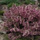 Weigela Florida purpurea Nana