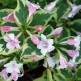 Weigela Florida Variegata
