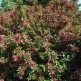 Weigela Florida Bristol Ruby