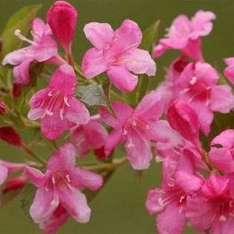 Weigela Florida Le printemps