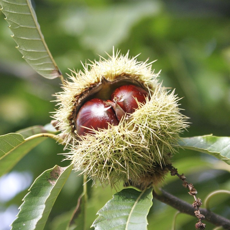 Castan Comestibil Castanea sativa - GardenExpert.ro