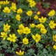 Eranthis