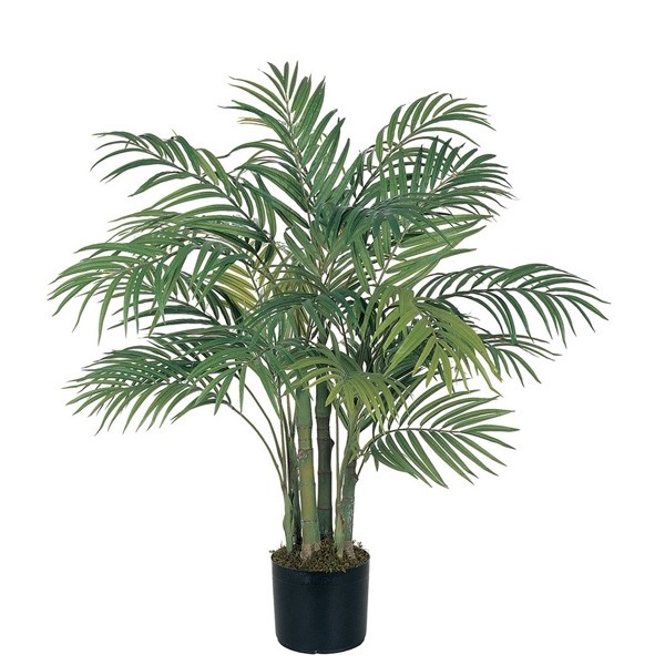 Areca - GardenExpert.ro