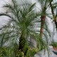 Palmier Phoenis roebelinii