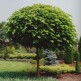 Arbore Globular Catalpa