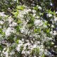 Cires Ornamental Globular