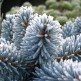Brad Argintiu Hoopsii