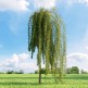Caragana