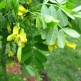 Caragana