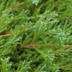 Ienupar Orizontal Andorra Compacta