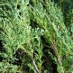 Ienupar Orizontal