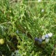Ienupar Orizontal