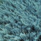 Ienupar Orizontal Blue Chip