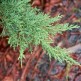 Ienupar Pfitzeriana