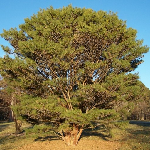 Pin densiflora Umbraculifera