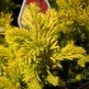 Tisa Summergold
