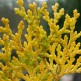 Tuia Pyramidalis Aurea